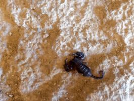 Sur le sol de la chapelle, un petit scorpion
