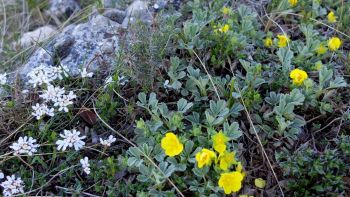 Ibéris des rochers et potentilles veloutées (fleurs jaunes)