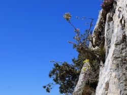 Thym, chou (Brassica répanda, fleurs jaunes) et amélanchier sur la falaise bordant la brèche des moines