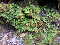 Lichen à thalle et ses apothécies contenant des spores
