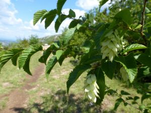 Charme-houblon en fleurs, arbre rare et protégé
